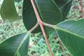 Syzygium grande